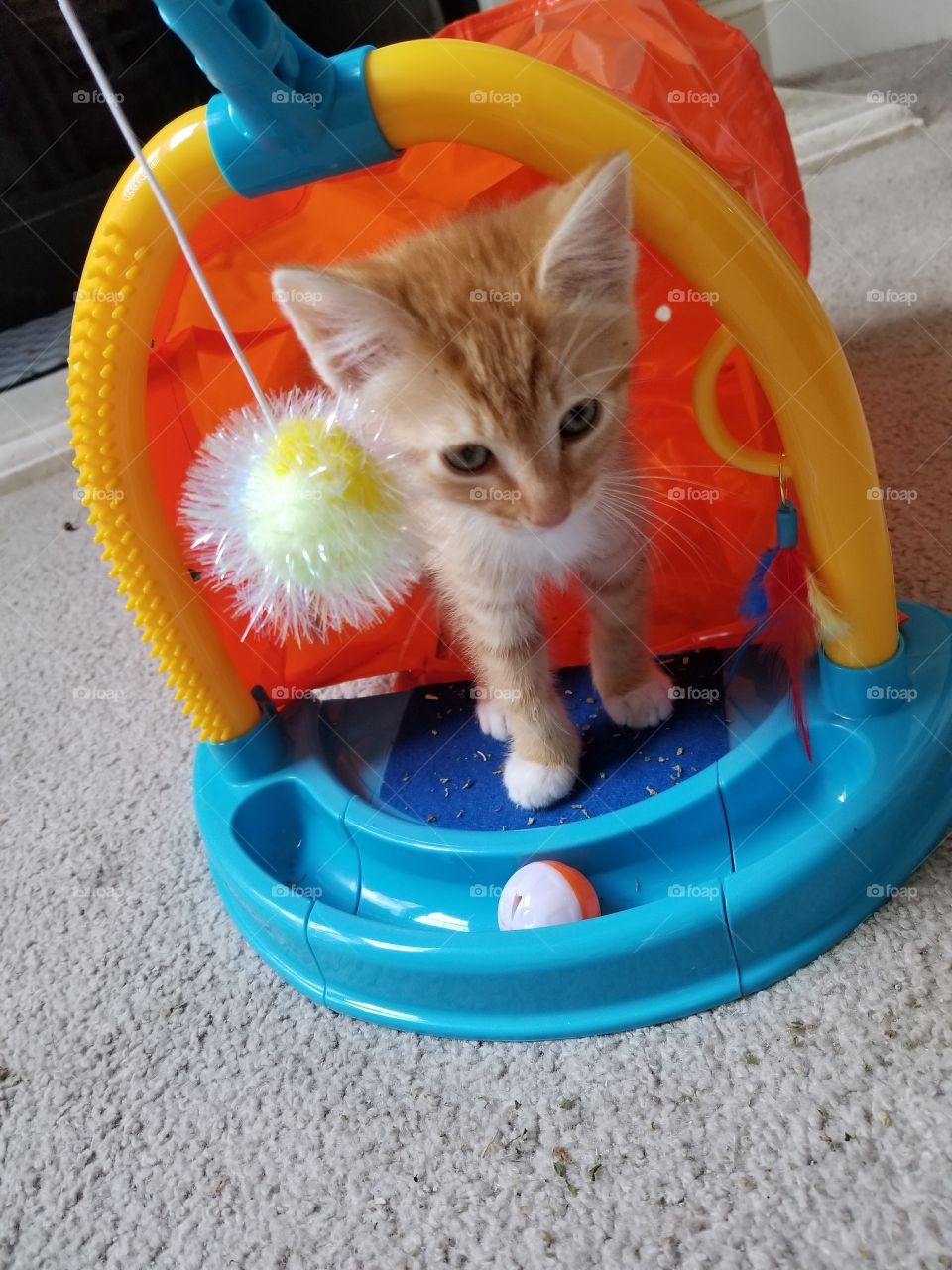 I just don't understand why my brothers are going nuts over that catnip stuff!