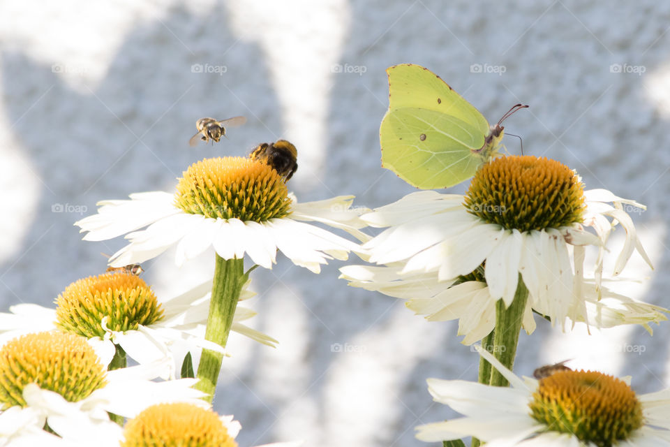Important pollinator bee bumblebee butterfly on white flowers - bi humla fjäril pollinerar vita blommor 