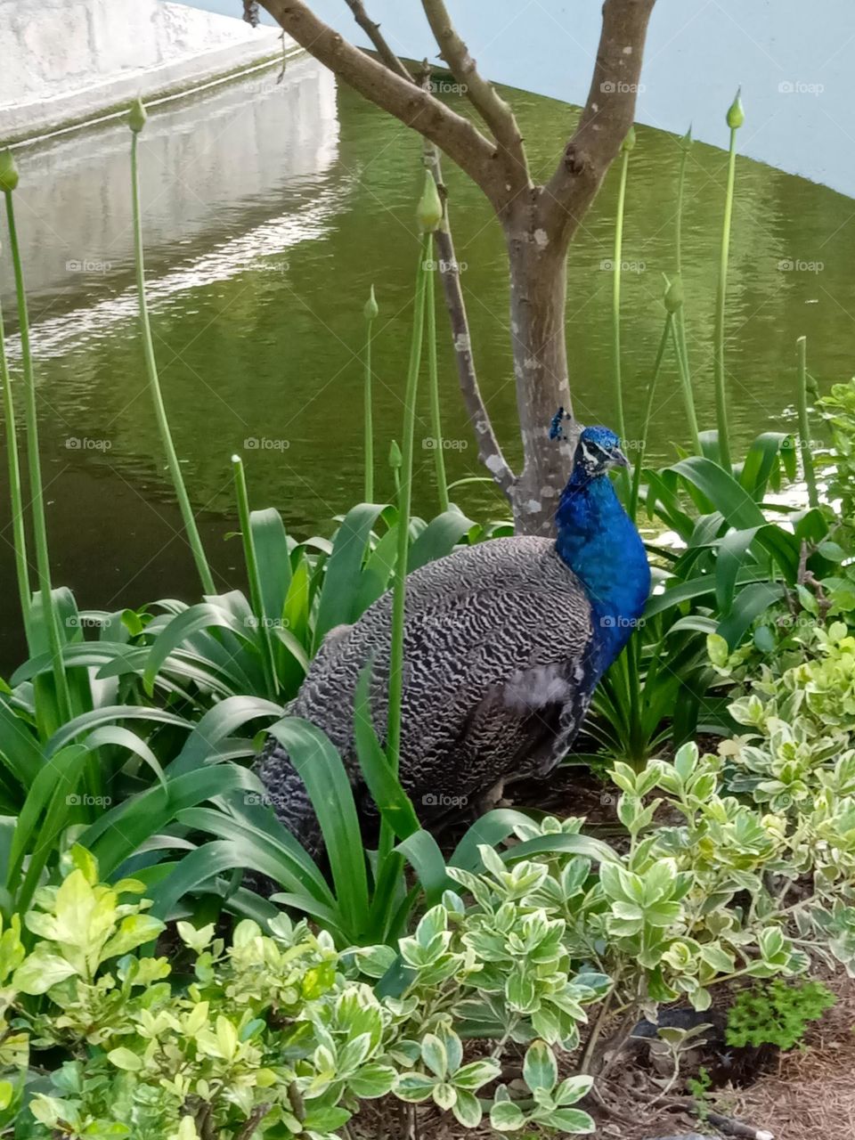 peacock in the park of "Palacio de Cristal" in Porto