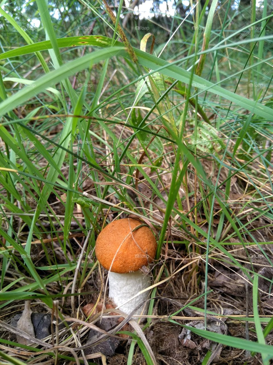 orange cap boletus mushroom growing in the green grass in the forest