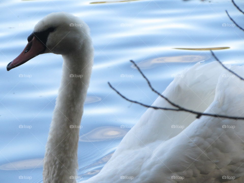 majestic birds. an elegant looking swan.