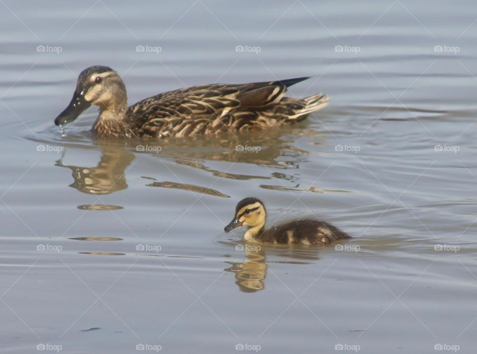 Mother and Only Surviving Duckling