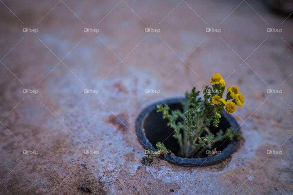 A lonely yellow flower has grown in the ground.