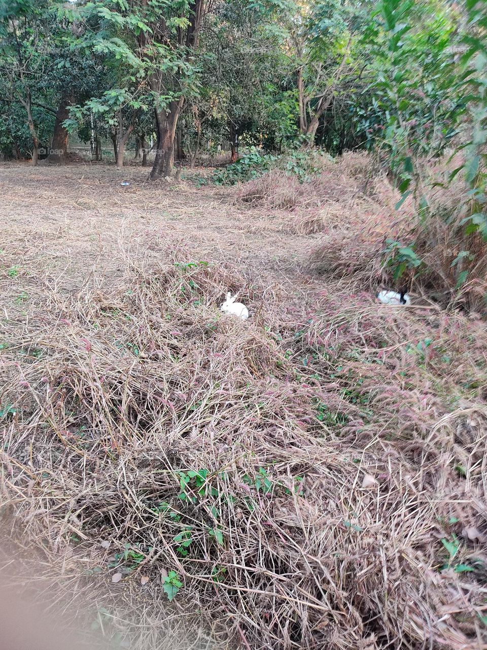 A couple of rabbits looking for food
