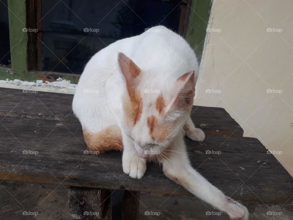 collection of cute and adorable cats