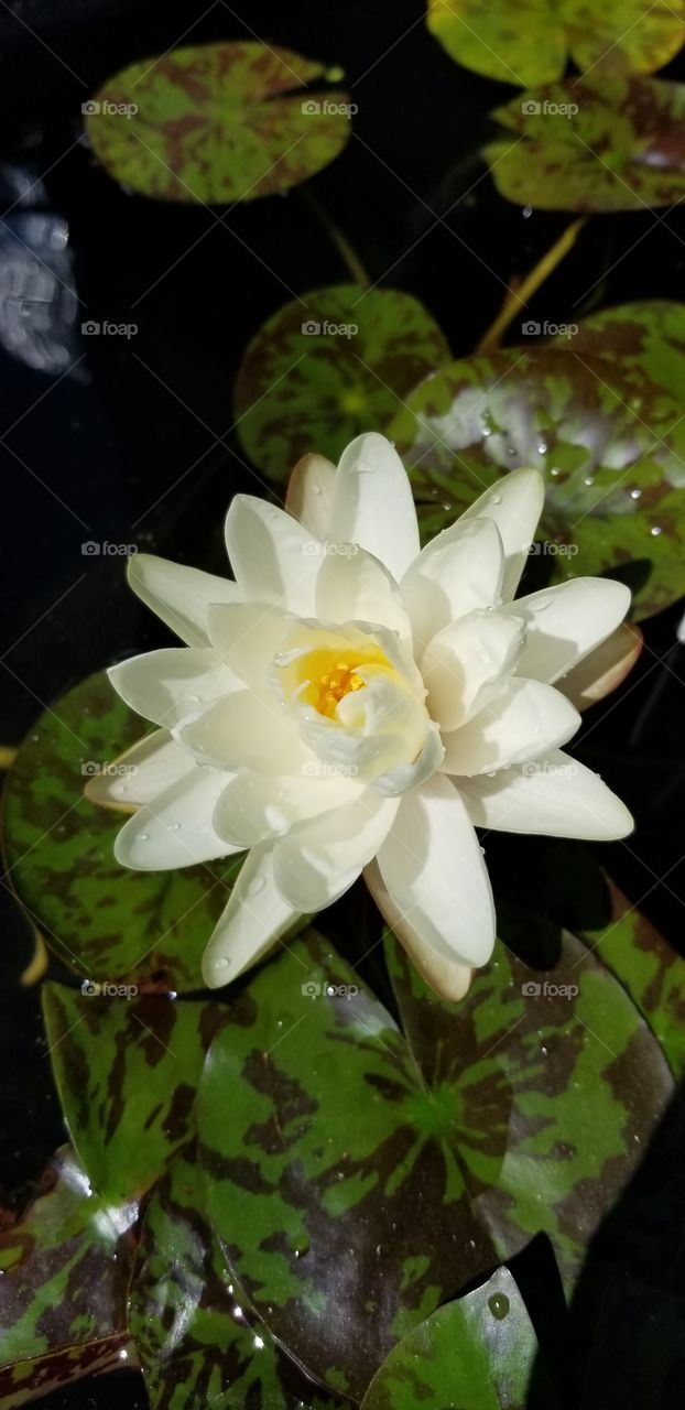 Beautiful water lily