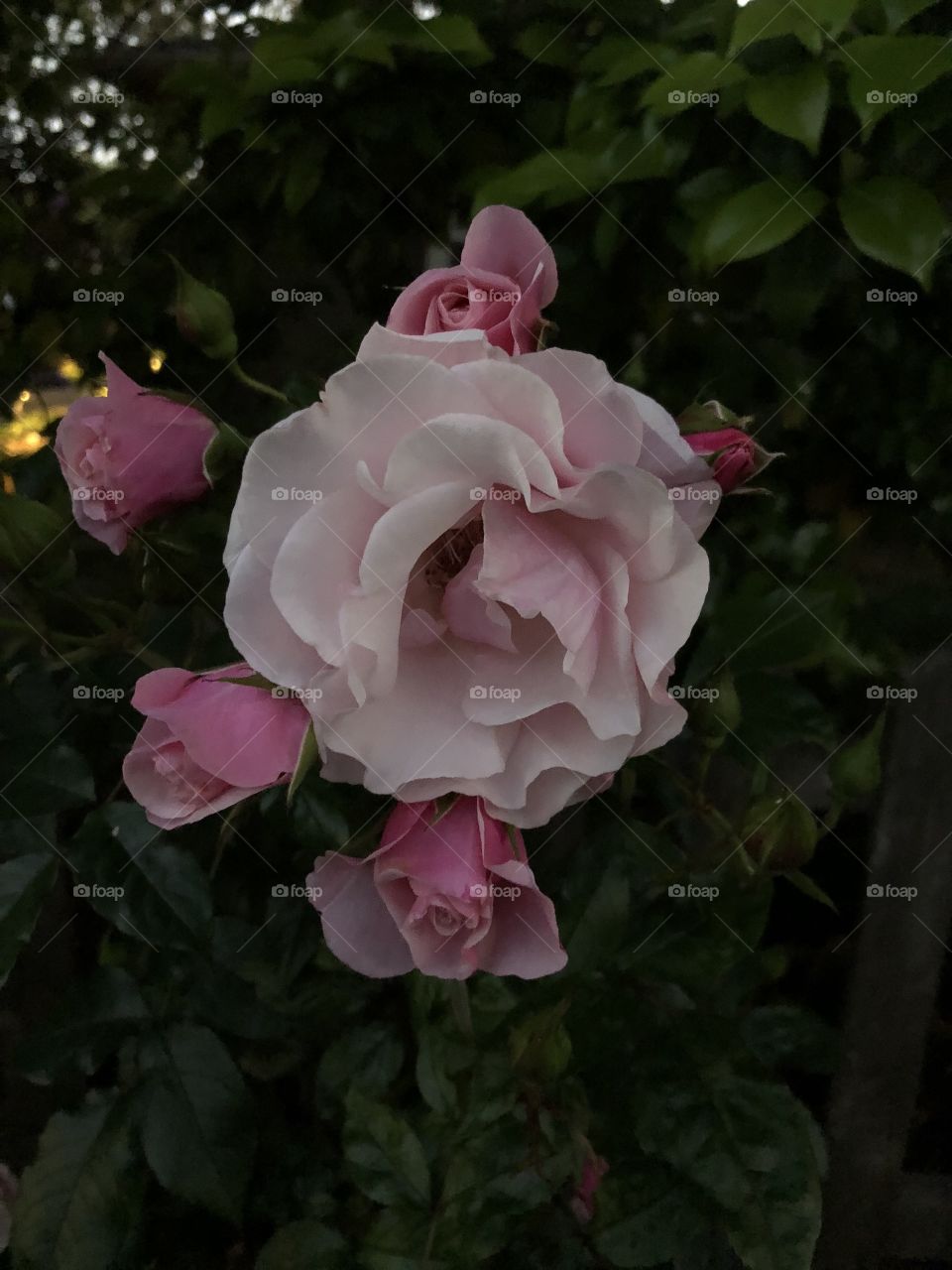 Light Pink Roses