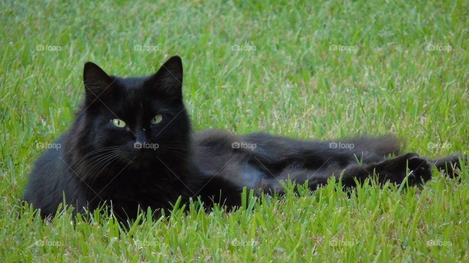 Black fluffy cat with striking yellowish green eyes against a grassy background