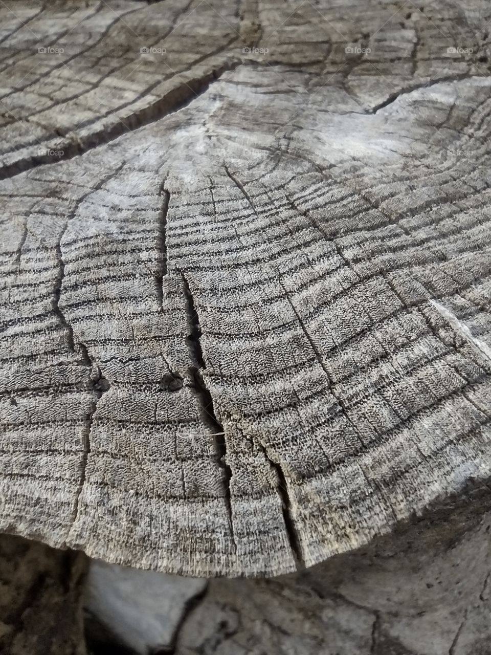 Unfiltered, lovely close-up of a beautifully aged tree stump in autumn