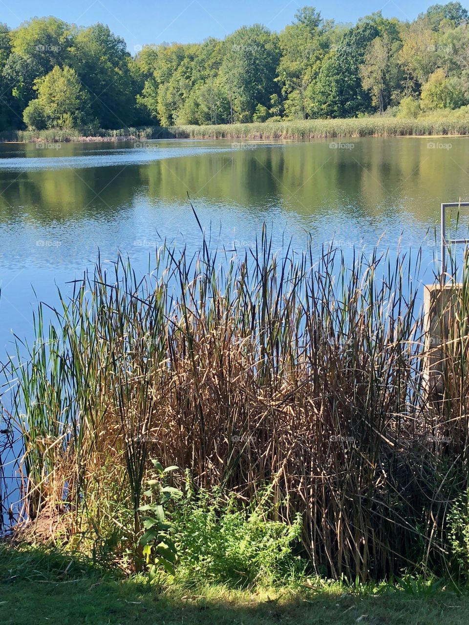Lake at Maybury park