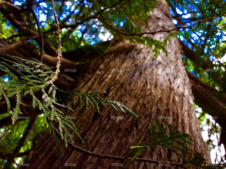 Red cedar tree