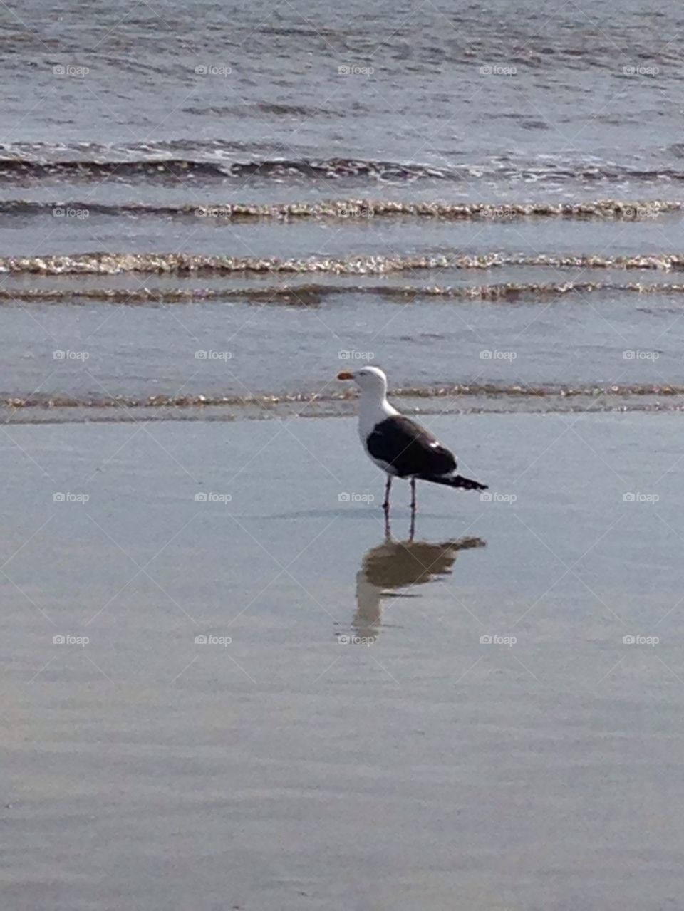 Bird on the beach