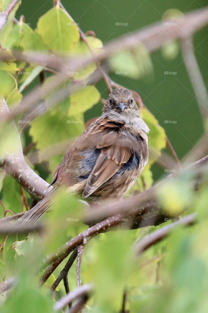 Dunnock 
