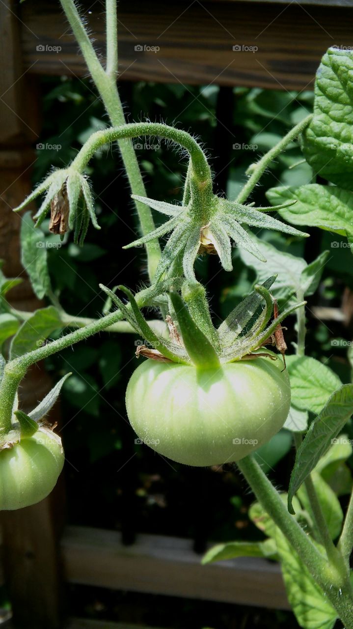 Food, No Person, Agriculture, Garden, Leaf