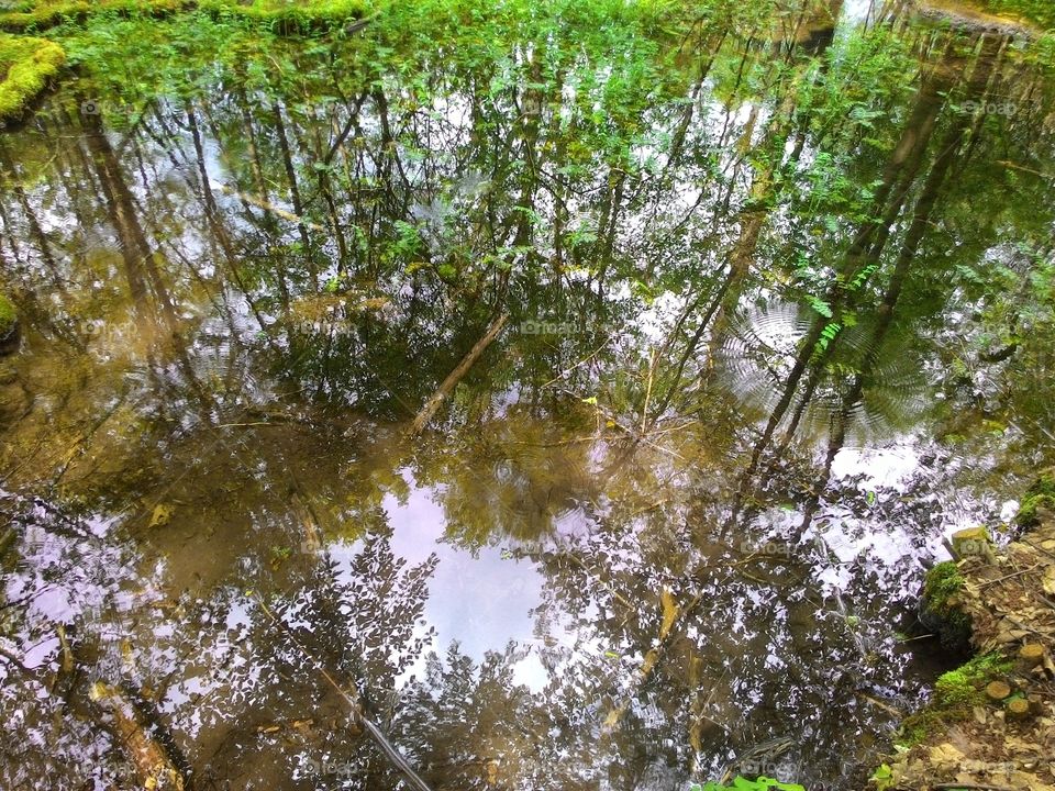 High angle view of forest reflecting on lake