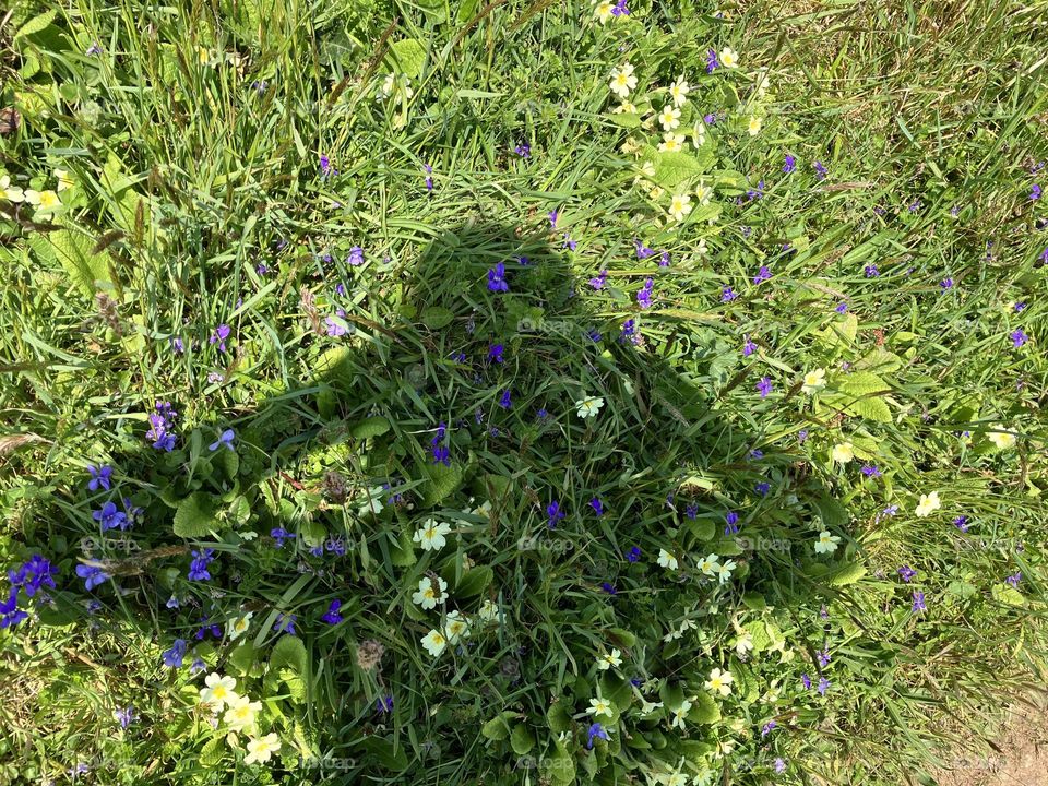 My shadow cast over an abundance of Cornish Wild Flowers on the cliff path walk 