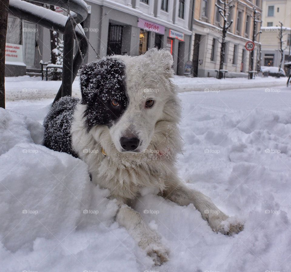 Black and white dog in the snow