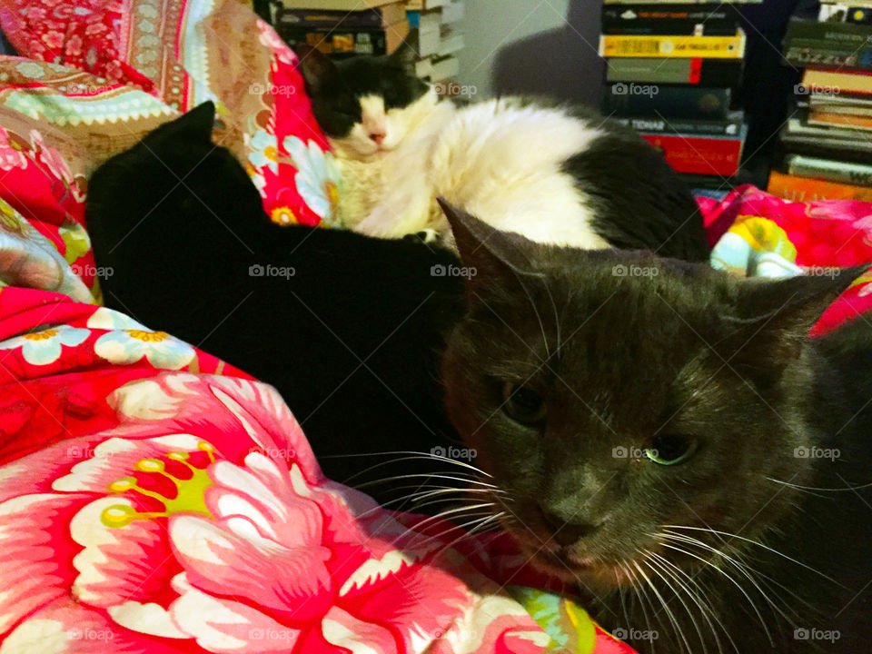 Just in case you think I forgot about our cats - don’t worry! Our dogs & cats do not get along so theres a dog zone & a cat zone! So another fav spot in the house is our bedroom. My husband & I share the bed with the cats & sometimes the kids too! 🐈