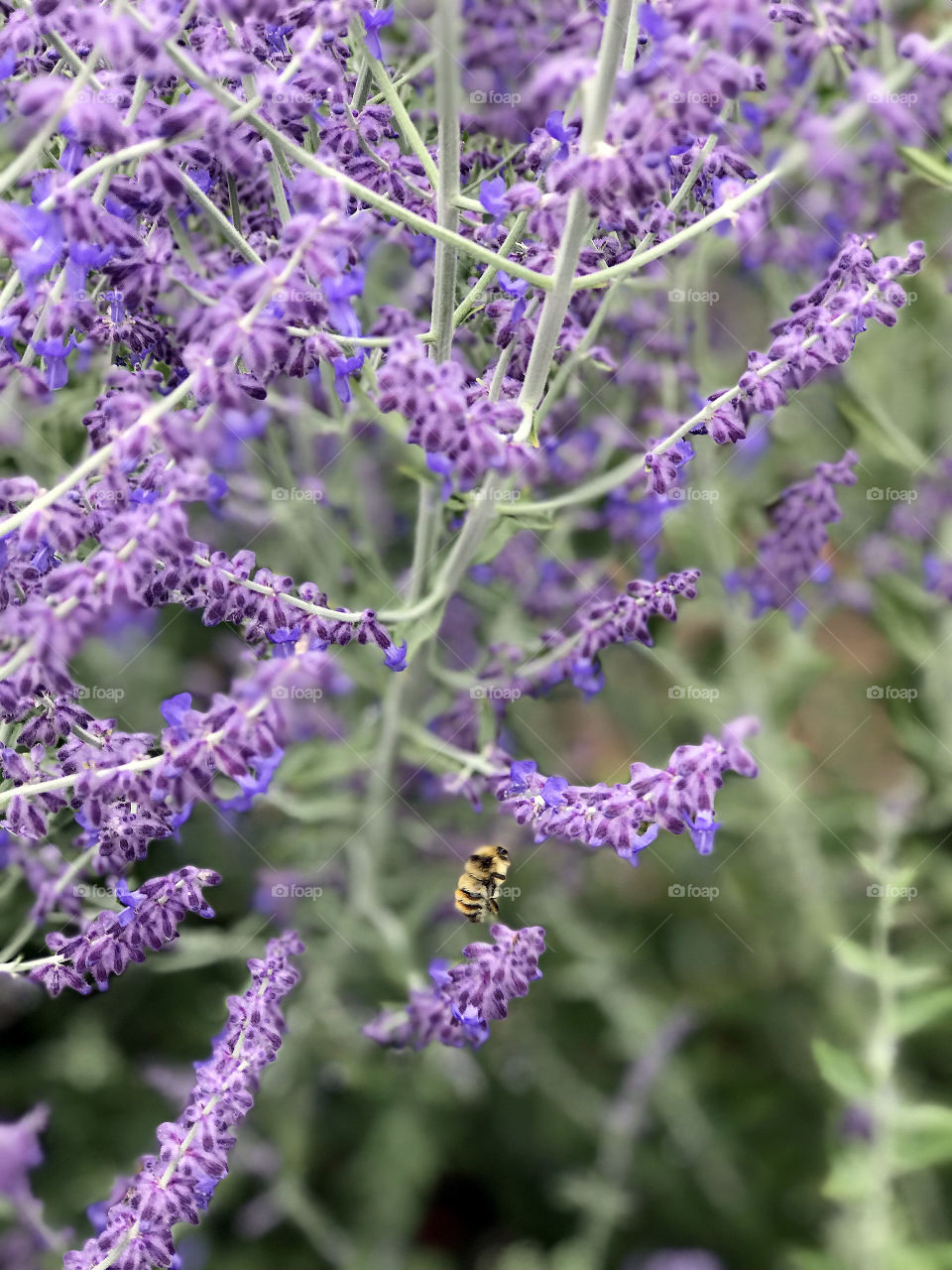 Closeup of some beautiful Russian Sage. The bees are very busy collecting pollen from the beautiful purple flowers. 