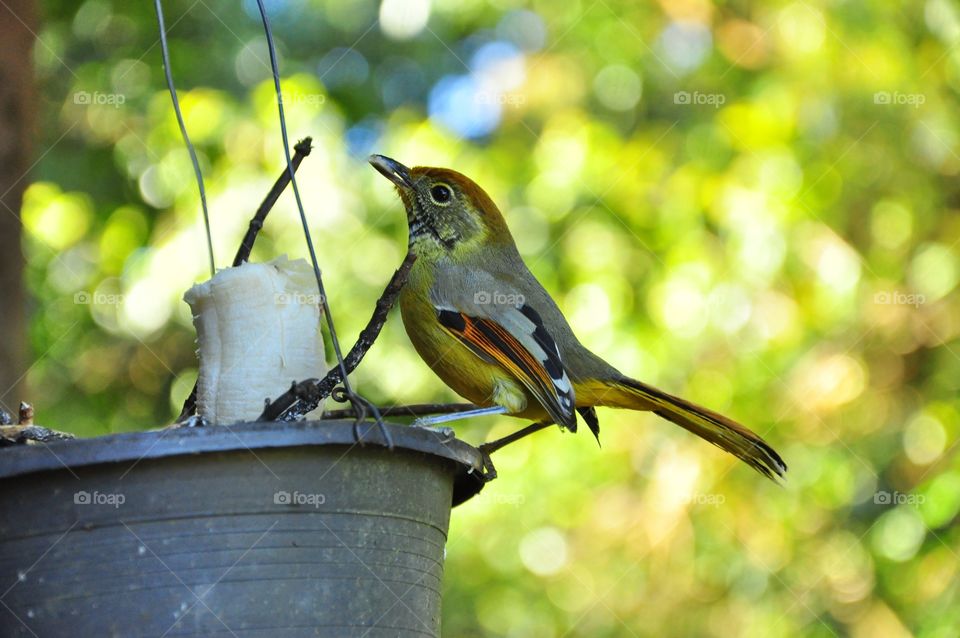 Bird, Wildlife, Nature, No Person, Animal