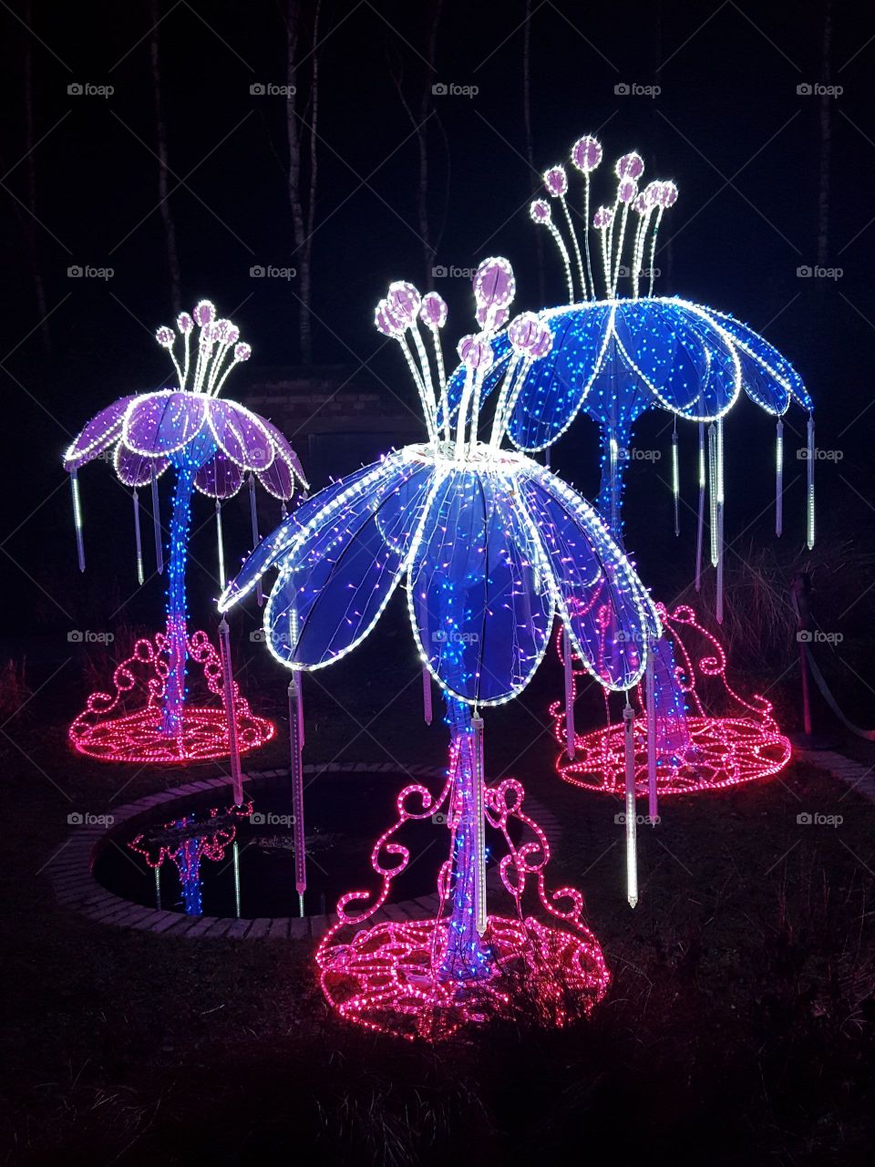 flowers in lights