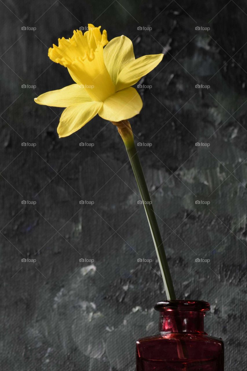 Yellow daffodil in bottle