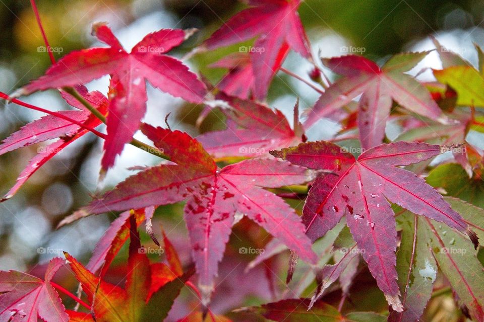 autumn tree in the park