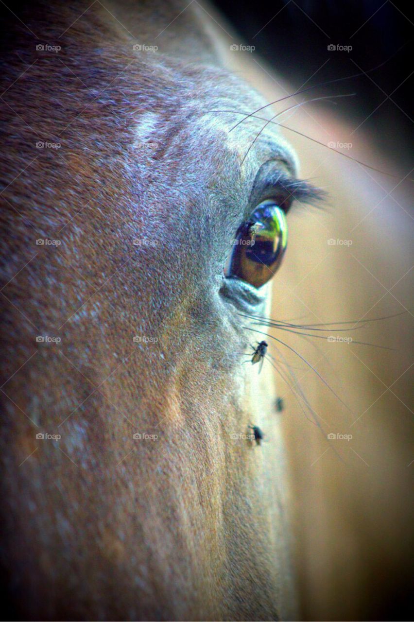 Horse eye - pesky flies. 