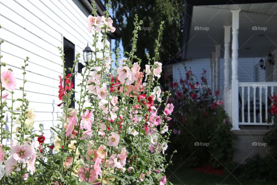 Colorful flowers by the house