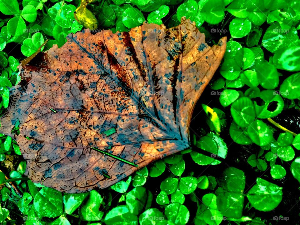 Fall leaf on clover