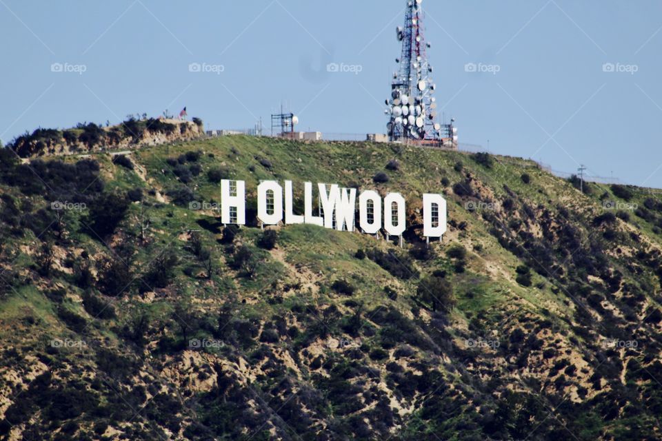 Hollywood living
