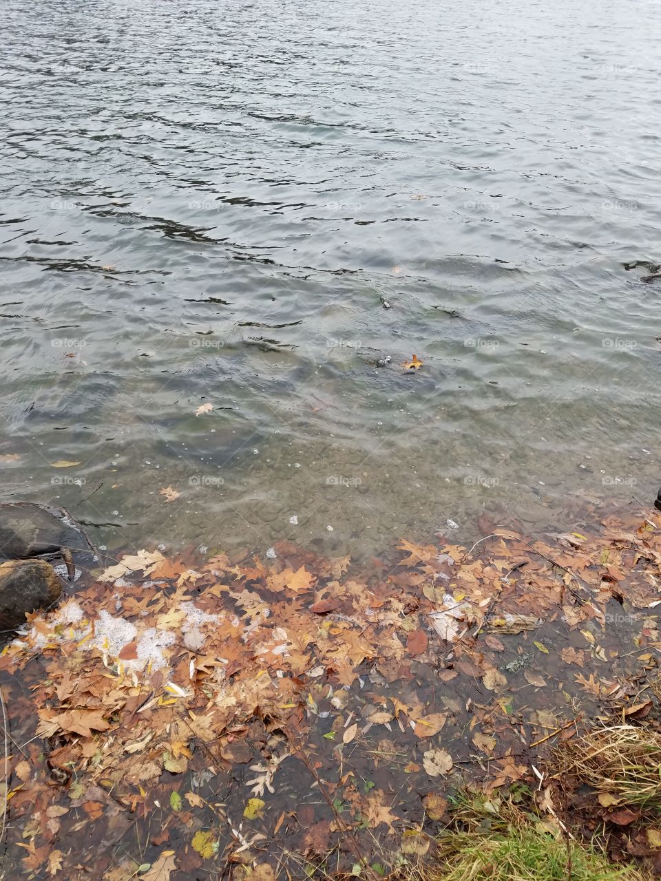 Leaves in the lake