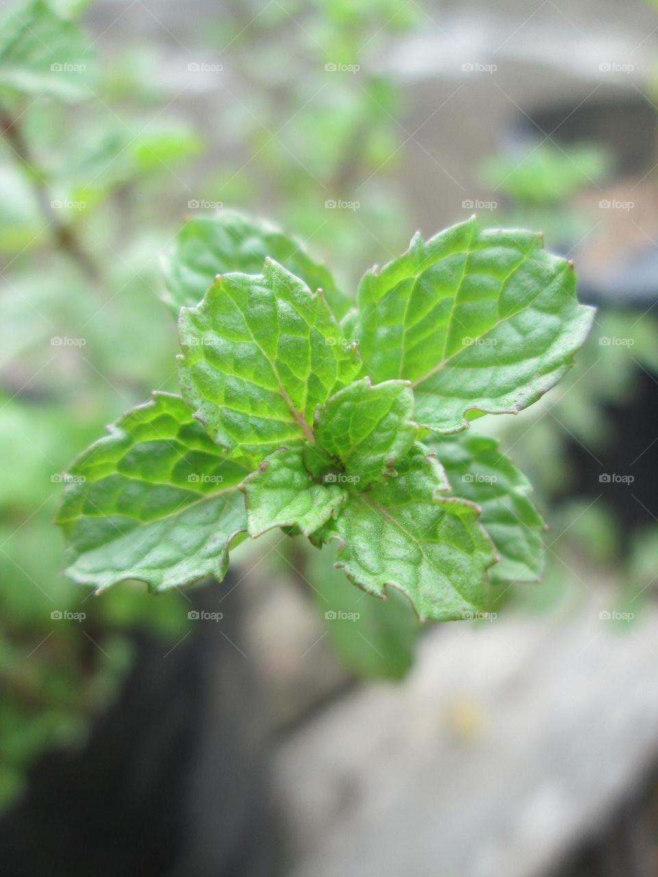 Minchi leaves