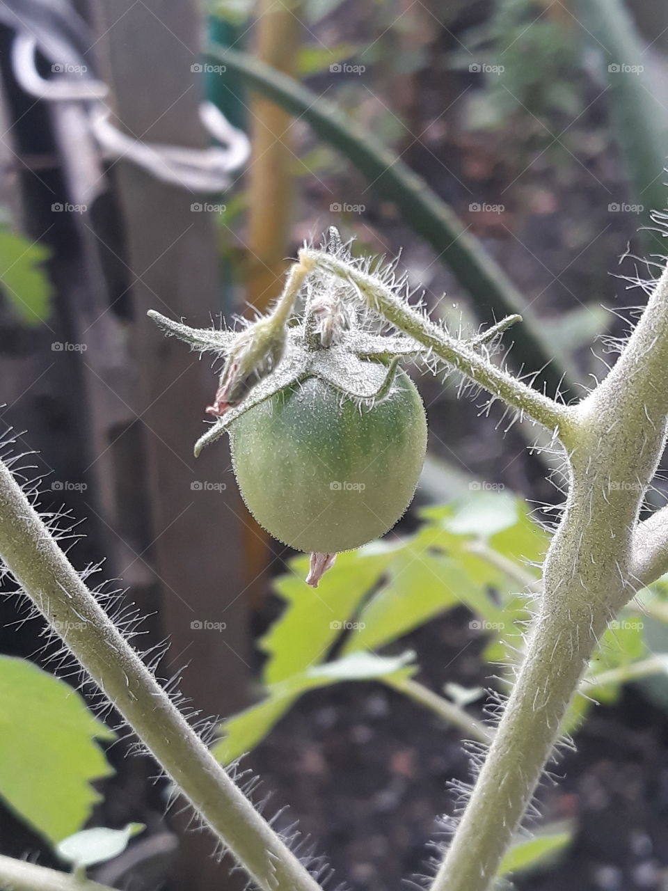 green and heads tomato