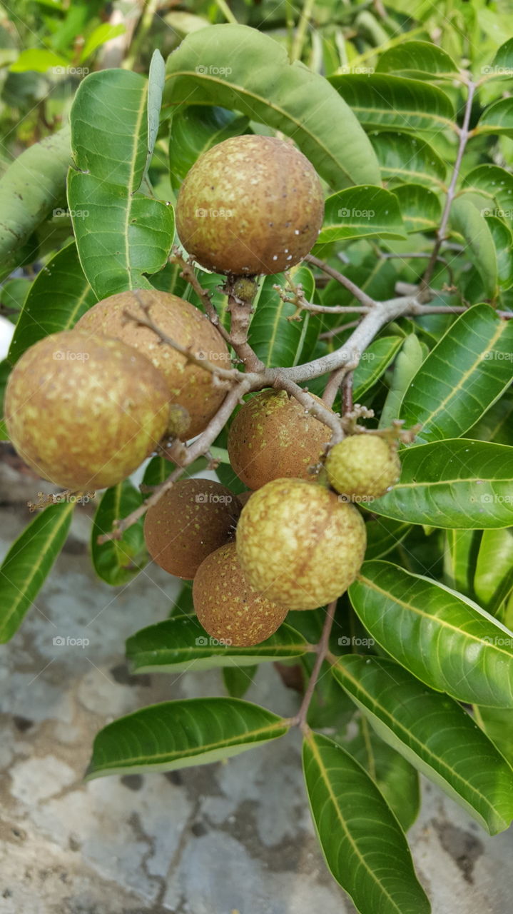 natural tree fruite nice