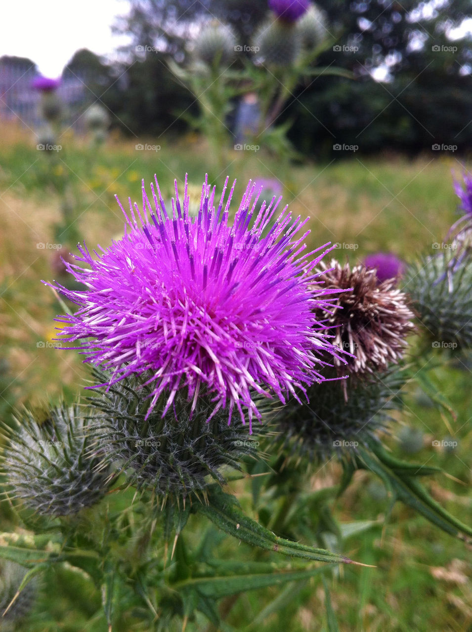 flower weed purple thistle by emmam