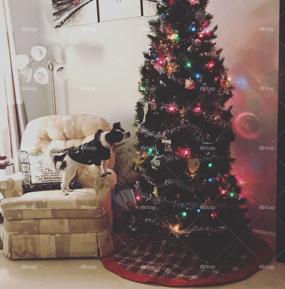 Chihuahua and her first Christmas Tree
