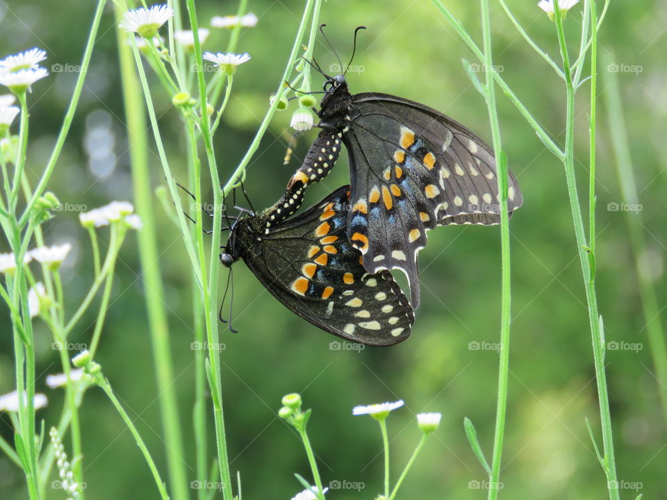 black swallowtails