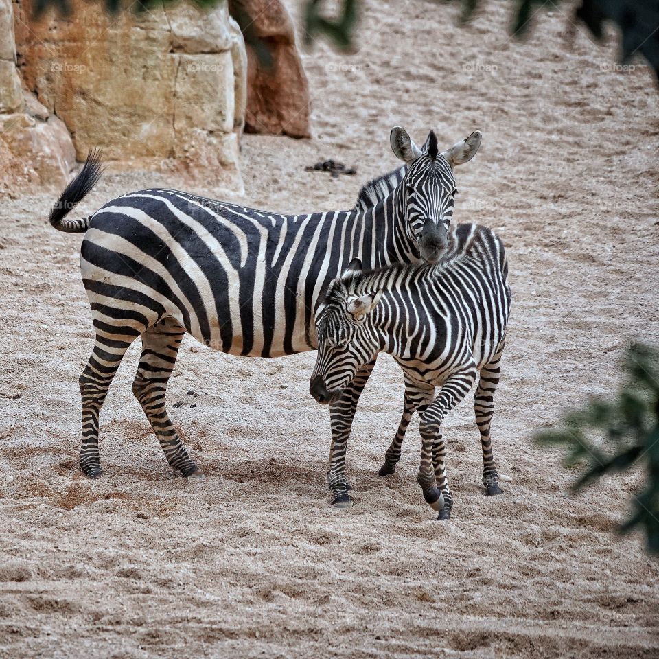 Zebra 