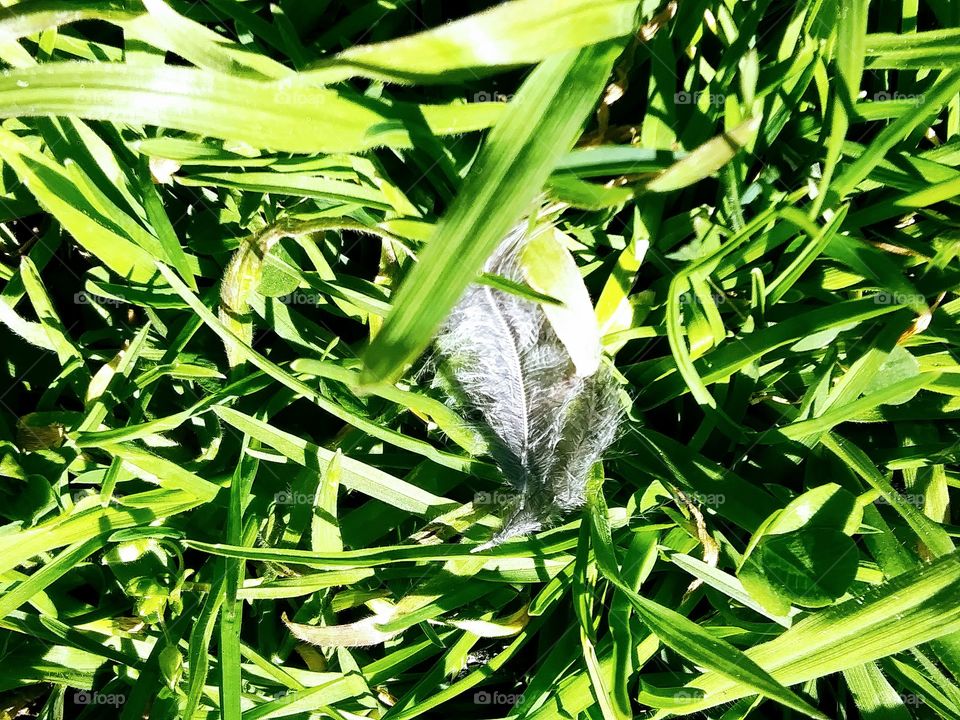 feather in the grass