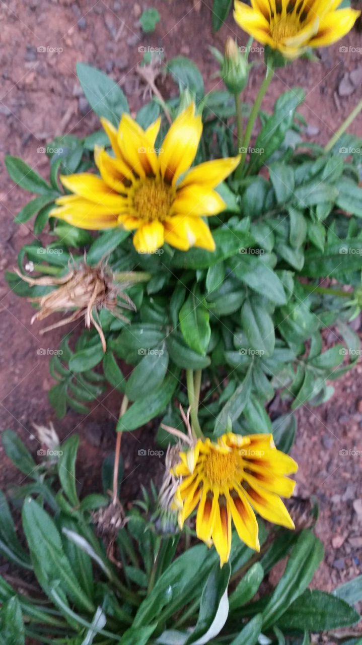 Elevated view of yellow flowers
