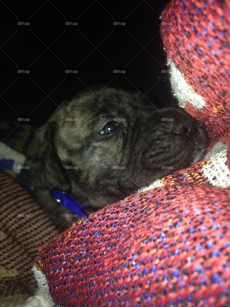 Thor he Mastiff pup on the couch, his "bed"