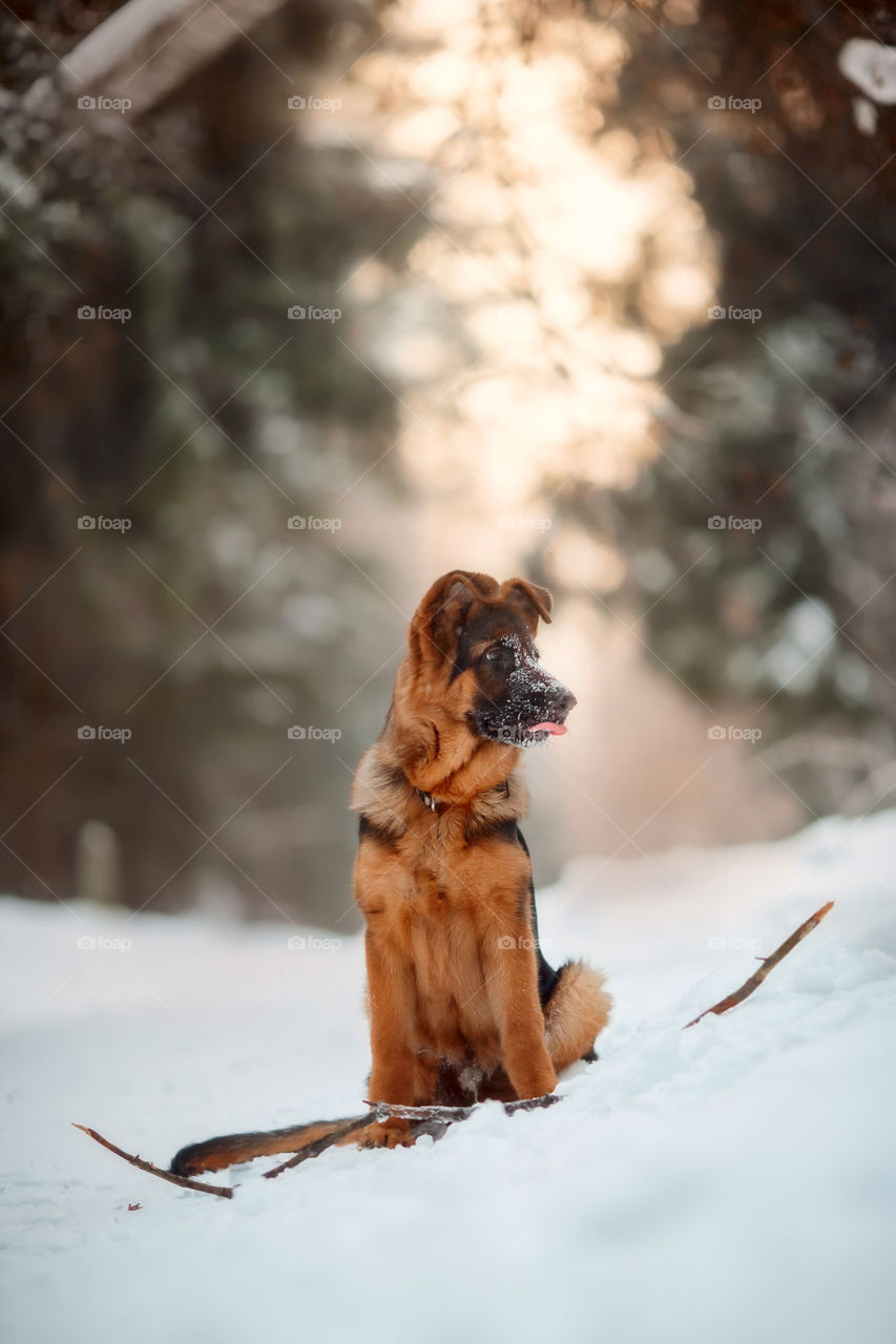 Red cute german shepherd 5-th months puppy portrait at snow at the winter