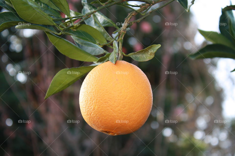 California orange 🍊 
