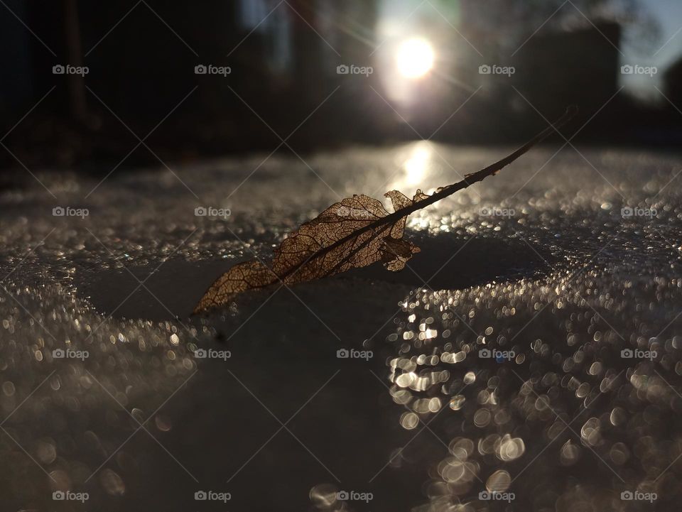 Linden leaf in the snow