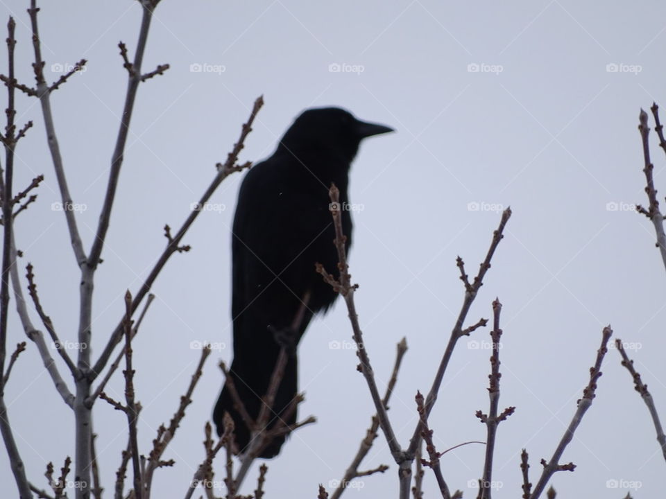 Crow in Snow