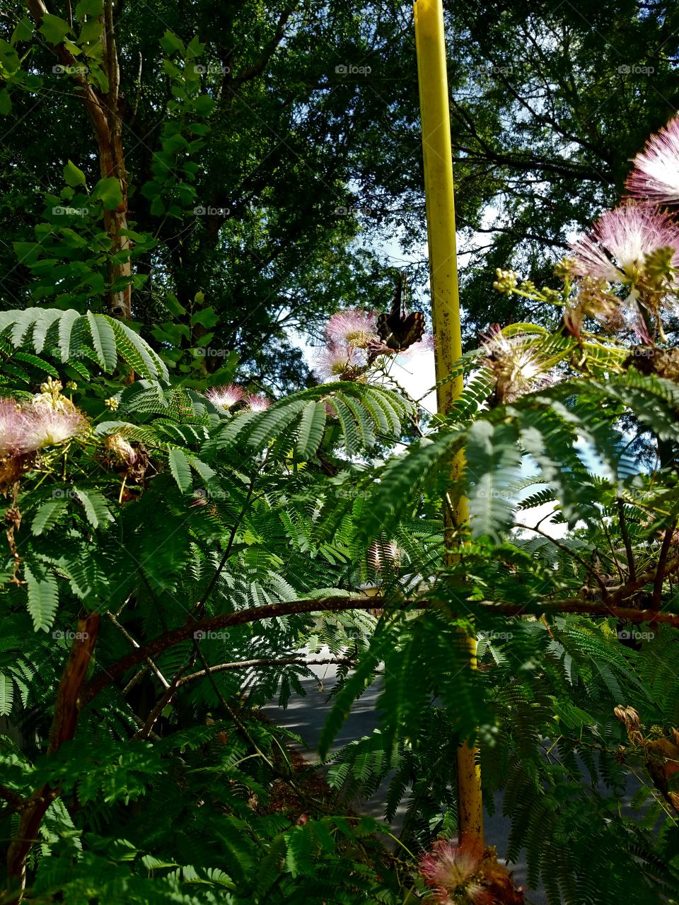 pink mimosa tree with a butterfly