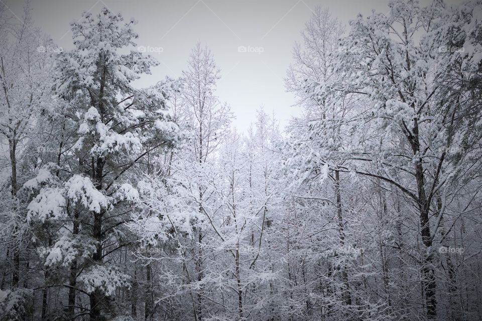 Snowy woods