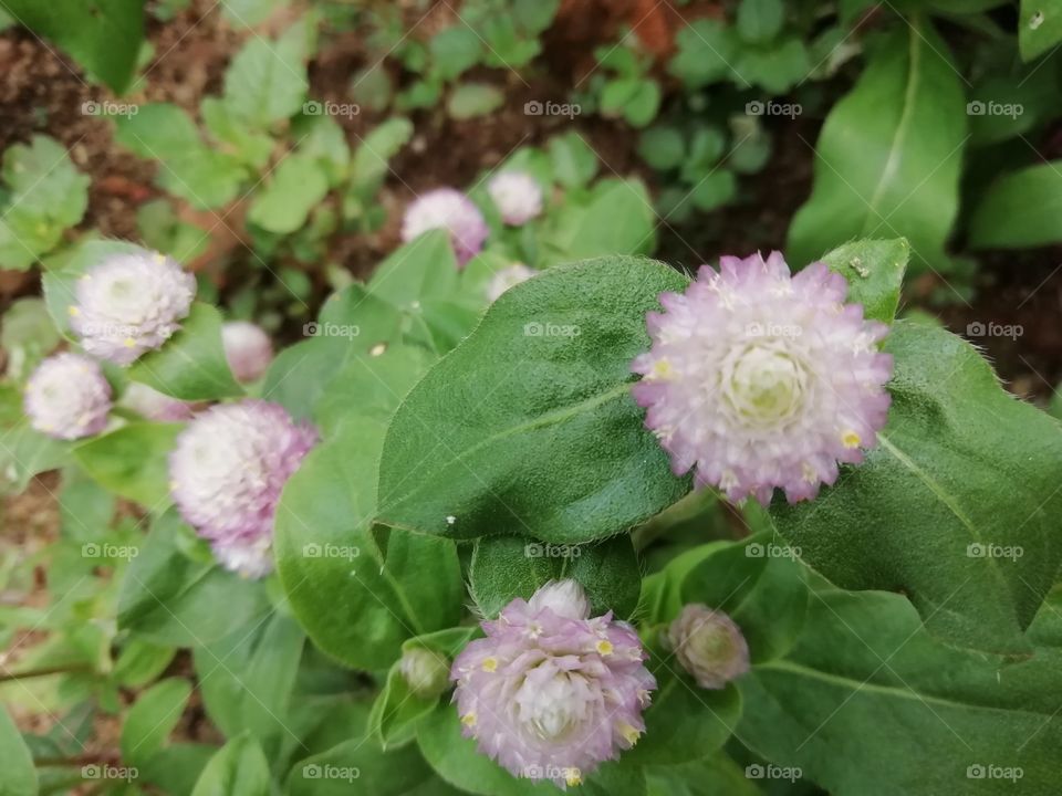 One thing you always  go crazy about #flowers