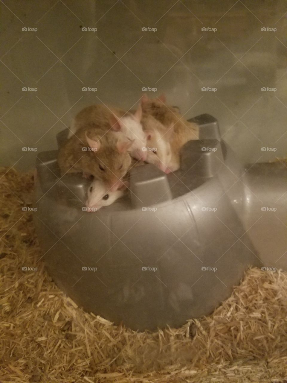 Lazy pets; This small colony are taking a group nap. cute little group of asf just snoozing the day away. I love these little mice.